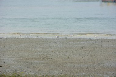 Bangladeş 'teki Bakkhali Nehri boyunca alçak gelgitli kıyı manzarası çamur düzlükleri, istiridye kabukları, mangrov bitkileri, balıkçı tekneleri ve doğal gün ışığında estuarine ekosistemini gösteriyor..