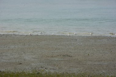 Bangladeş 'teki Bakkhali Nehri boyunca alçak gelgitli kıyı manzarası çamur düzlükleri, istiridye kabukları, mangrov bitkileri, balıkçı tekneleri ve doğal gün ışığında estuarine ekosistemini gösteriyor..