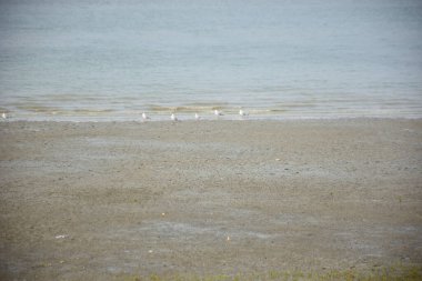 Bangladeş 'teki Bakkhali Nehri boyunca alçak gelgitli kıyı manzarası çamur düzlükleri, istiridye kabukları, mangrov bitkileri, balıkçı tekneleri ve doğal gün ışığında estuarine ekosistemini gösteriyor..