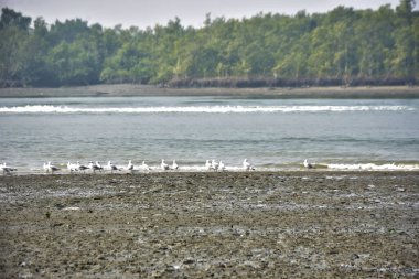 Bangladeş 'teki Bakkhali Nehri boyunca alçak gelgitli kıyı manzarası çamur düzlükleri, istiridye kabukları, mangrov bitkileri, balıkçı tekneleri ve doğal gün ışığında estuarine ekosistemini gösteriyor..