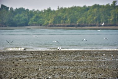 Bangladeş 'teki Bakkhali Nehri boyunca alçak gelgitli kıyı manzarası çamur düzlükleri, istiridye kabukları, mangrov bitkileri, balıkçı tekneleri ve doğal gün ışığında estuarine ekosistemini gösteriyor..