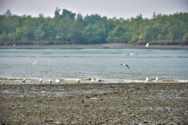 Bangladeş 'teki Bakkhali Nehri boyunca alçak gelgitli kıyı manzarası çamur düzlükleri, istiridye kabukları, mangrov bitkileri, balıkçı tekneleri ve doğal gün ışığında estuarine ekosistemini gösteriyor..