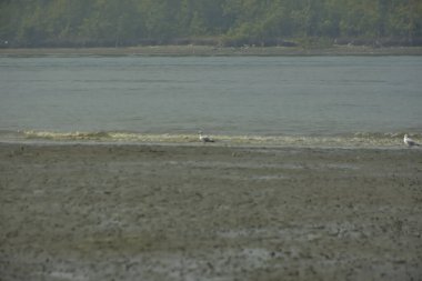Bangladeş 'teki Bakkhali Nehri boyunca alçak gelgitli kıyı manzarası çamur düzlükleri, istiridye kabukları, mangrov bitkileri, balıkçı tekneleri ve doğal gün ışığında estuarine ekosistemini gösteriyor..