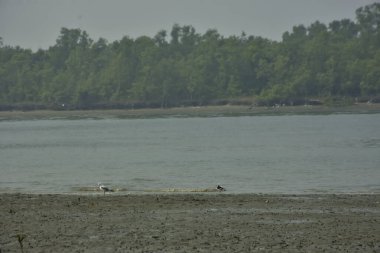 Bangladeş 'teki Bakkhali Nehri boyunca alçak gelgitli kıyı manzarası çamur düzlükleri, istiridye kabukları, mangrov bitkileri, balıkçı tekneleri ve doğal gün ışığında estuarine ekosistemini gösteriyor..