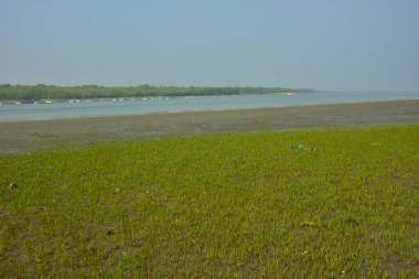 Bangladeş 'teki Bakkhali Nehri boyunca alçak gelgitli kıyı manzarası çamur düzlükleri, istiridye kabukları, mangrov bitkileri, balıkçı tekneleri ve doğal gün ışığında estuarine ekosistemini gösteriyor..