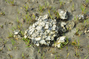 Bangladeş 'teki Bakkhali Nehri boyunca alçak gelgitli kıyı manzarası çamur düzlükleri, istiridye kabukları, mangrov bitkileri, balıkçı tekneleri ve doğal gün ışığında estuarine ekosistemini gösteriyor..