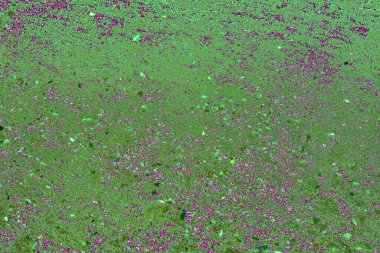 Doğal görünümlü yeşil yosun türü, organik akış, ekoloji, sürdürülebilirlik ve çevresel tasarım kullanımı için ideal..