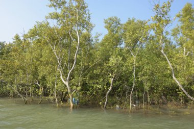 Cox 's Bazar, Bangladeş' teki gelgit nehir kıyısı boyunca Mangrov ormanları manzarası. Bereketli yeşil ağaçlar ve sakin sular güneşli bir günde sulak arazi ekosistemi.