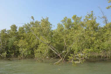 Cox 's Bazar, Bangladeş' teki gelgit nehir kıyısı boyunca Mangrov ormanları manzarası. Bereketli yeşil ağaçlar ve sakin sular güneşli bir günde sulak arazi ekosistemi.