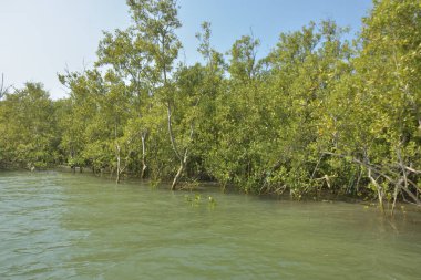 Cox 's Bazar, Bangladeş' teki gelgit nehir kıyısı boyunca Mangrov ormanları manzarası. Bereketli yeşil ağaçlar ve sakin sular güneşli bir günde sulak arazi ekosistemi.