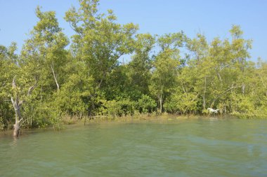 Cox 's Bazar, Bangladeş' teki gelgit nehir kıyısı boyunca Mangrov ormanları manzarası. Bereketli yeşil ağaçlar ve sakin sular güneşli bir günde sulak arazi ekosistemi.