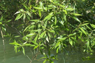 Cox 's Bazar, Bangladeş' teki gelgit nehir kıyısı boyunca Mangrov ormanları manzarası. Bereketli yeşil ağaçlar ve sakin sular güneşli bir günde sulak arazi ekosistemi.