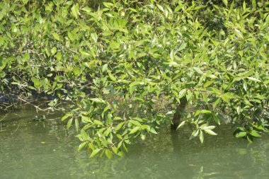 Cox 's Bazar, Bangladeş' teki gelgit nehir kıyısı boyunca Mangrov ormanları manzarası. Bereketli yeşil ağaçlar ve sakin sular güneşli bir günde sulak arazi ekosistemi.