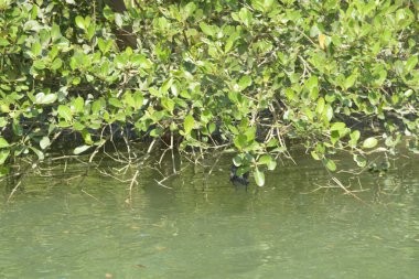 Cox 's Bazar, Bangladeş' teki gelgit nehir kıyısı boyunca Mangrov ormanları manzarası. Bereketli yeşil ağaçlar ve sakin sular güneşli bir günde sulak arazi ekosistemi.