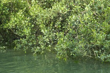 Cox 's Bazar, Bangladeş' teki gelgit nehir kıyısı boyunca Mangrov ormanları manzarası. Bereketli yeşil ağaçlar ve sakin sular güneşli bir günde sulak arazi ekosistemi.