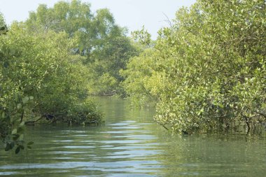Cox 's Bazar, Bangladeş' teki gelgit nehir kıyısı boyunca Mangrov ormanları manzarası. Bereketli yeşil ağaçlar ve sakin sular güneşli bir günde sulak arazi ekosistemi.