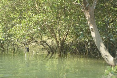 Cox 's Bazar, Bangladeş' teki gelgit nehir kıyısı boyunca Mangrov ormanları manzarası. Bereketli yeşil ağaçlar ve sakin sular güneşli bir günde sulak arazi ekosistemi.
