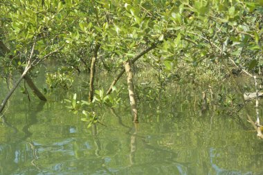 Cox 's Bazar, Bangladeş' teki gelgit nehir kıyısı boyunca Mangrov ormanları manzarası. Bereketli yeşil ağaçlar ve sakin sular güneşli bir günde sulak arazi ekosistemi.