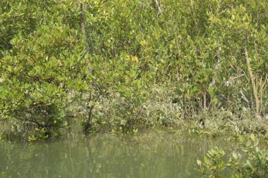 Cox 's Bazar, Bangladeş' teki gelgit nehir kıyısı boyunca Mangrov ormanları manzarası. Bereketli yeşil ağaçlar ve sakin sular güneşli bir günde sulak arazi ekosistemi.