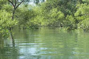 Cox 's Bazar, Bangladeş' teki gelgit nehir kıyısı boyunca Mangrov ormanları manzarası. Bereketli yeşil ağaçlar ve sakin sular güneşli bir günde sulak arazi ekosistemi.