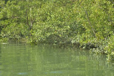 Cox 's Bazar, Bangladeş' teki gelgit nehir kıyısı boyunca Mangrov ormanları manzarası. Bereketli yeşil ağaçlar ve sakin sular güneşli bir günde sulak arazi ekosistemi.