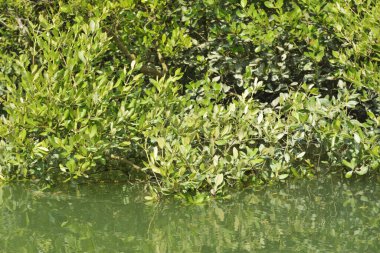 Cox 's Bazar, Bangladeş' teki gelgit nehir kıyısı boyunca Mangrov ormanları manzarası. Bereketli yeşil ağaçlar ve sakin sular güneşli bir günde sulak arazi ekosistemi.