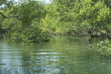 Cox 's Bazar, Bangladeş' teki gelgit nehir kıyısı boyunca Mangrov ormanları manzarası. Bereketli yeşil ağaçlar ve sakin sular güneşli bir günde sulak arazi ekosistemi.
