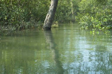 Cox 's Bazar, Bangladeş' teki gelgit nehir kıyısı boyunca Mangrov ormanları manzarası. Bereketli yeşil ağaçlar ve sakin sular güneşli bir günde sulak arazi ekosistemi.