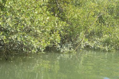 Cox 's Bazar, Bangladeş' teki gelgit nehir kıyısı boyunca Mangrov ormanları manzarası. Bereketli yeşil ağaçlar ve sakin sular güneşli bir günde sulak arazi ekosistemi.