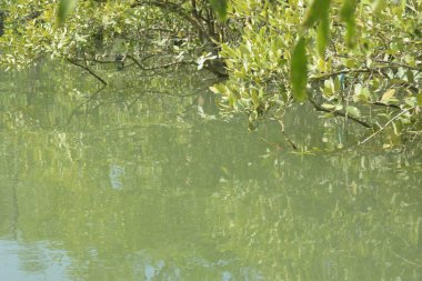 Cox 's Bazar, Bangladeş' teki gelgit nehir kıyısı boyunca Mangrov ormanları manzarası. Bereketli yeşil ağaçlar ve sakin sular güneşli bir günde sulak arazi ekosistemi.