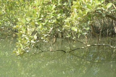 Cox 's Bazar, Bangladeş' teki gelgit nehir kıyısı boyunca Mangrov ormanları manzarası. Bereketli yeşil ağaçlar ve sakin sular güneşli bir günde sulak arazi ekosistemi.