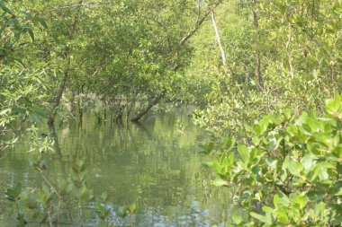 Cox 's Bazar, Bangladeş' teki gelgit nehir kıyısı boyunca Mangrov ormanları manzarası. Bereketli yeşil ağaçlar ve sakin sular güneşli bir günde sulak arazi ekosistemi.