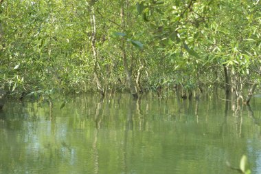 Scenic mangrove forest landscape along the tidal riverbank in Cox's Bazar, Bangladesh. Lush green trees and calm water wetland ecosystem on a sunny day.