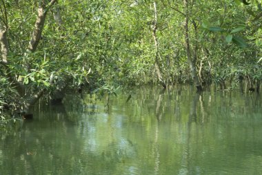 Scenic mangrove forest landscape along the tidal riverbank in Cox's Bazar, Bangladesh. Lush green trees and calm water wetland ecosystem on a sunny day.