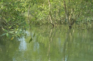 Scenic mangrove forest landscape along the tidal riverbank in Cox's Bazar, Bangladesh. Lush green trees and calm water wetland ecosystem on a sunny day.