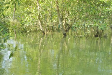 Cox 's Bazar, Bangladeş' teki gelgit nehir kıyısı boyunca Mangrov ormanları manzarası. Bereketli yeşil ağaçlar ve sakin sular güneşli bir günde sulak arazi ekosistemi.