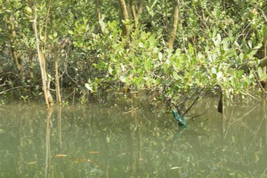 Cox 's Bazar, Bangladeş' teki gelgit nehir kıyısı boyunca Mangrov ormanları manzarası. Bereketli yeşil ağaçlar ve sakin sular güneşli bir günde sulak arazi ekosistemi.
