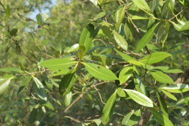 Cox 's Bazar, Bangladeş' teki gelgit nehir kıyısı boyunca Mangrov ormanları manzarası. Bereketli yeşil ağaçlar ve sakin sular güneşli bir günde sulak arazi ekosistemi.
