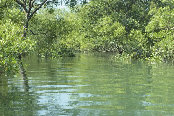 Cox 's Bazar, Bangladeş' teki gelgit nehir kıyısı boyunca Mangrov ormanları manzarası. Bereketli yeşil ağaçlar ve sakin sular güneşli bir günde sulak arazi ekosistemi.