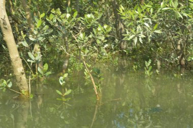 Bangladeş 'teki Cox' s Bazar 'ın gelgit nehrindeki dağınık mangrov ağaçlarının panoramik manzarası. Mavi gökyüzünün altında geniş bir kıyı sulak arazi ekosistemi manzarası.