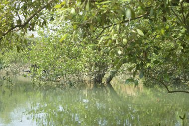 Bangladeş 'teki tropik mangrov sulak arazi ekosistemi. Nehir boyunca uzanan yoğun yeşil orman, Cox 's Bazar' da kıyı biyolojik çeşitliliği ve doğal güzelliği sergiliyor..