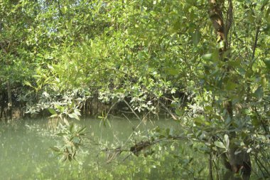 Bangladeş 'teki tropik mangrov sulak arazi ekosistemi. Nehir boyunca uzanan yoğun yeşil orman, Cox 's Bazar' da kıyı biyolojik çeşitliliği ve doğal güzelliği sergiliyor..