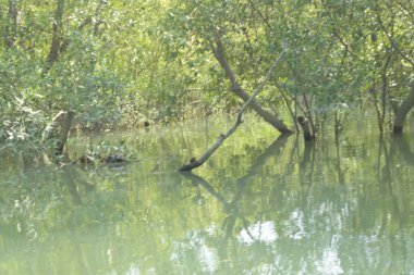 Bangladeş 'teki tropik mangrov sulak arazi ekosistemi. Nehir boyunca uzanan yoğun yeşil orman, Cox 's Bazar' da kıyı biyolojik çeşitliliği ve doğal güzelliği sergiliyor..