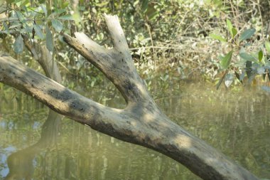 Bangladeş 'teki tropik mangrov sulak arazi ekosistemi. Nehir boyunca uzanan yoğun yeşil orman, Cox 's Bazar' da kıyı biyolojik çeşitliliği ve doğal güzelliği sergiliyor..