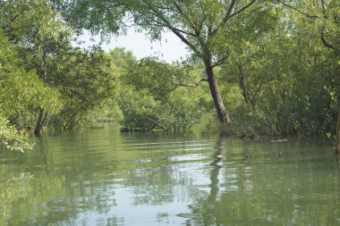Bangladeş 'teki tropik mangrov sulak arazi ekosistemi. Nehir boyunca uzanan yoğun yeşil orman, Cox 's Bazar' da kıyı biyolojik çeşitliliği ve doğal güzelliği sergiliyor..
