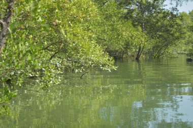 Bangladeş 'teki tropik mangrov sulak arazi ekosistemi. Nehir boyunca uzanan yoğun yeşil orman, Cox 's Bazar' da kıyı biyolojik çeşitliliği ve doğal güzelliği sergiliyor..