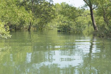 Bangladeş 'teki tropik mangrov sulak arazi ekosistemi. Nehir boyunca uzanan yoğun yeşil orman, Cox 's Bazar' da kıyı biyolojik çeşitliliği ve doğal güzelliği sergiliyor..