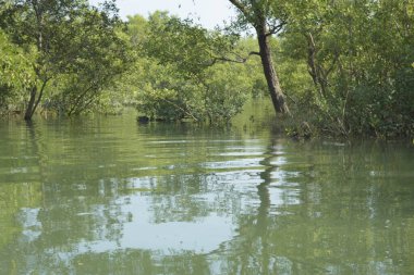 Bangladeş 'teki tropik mangrov sulak arazi ekosistemi. Nehir boyunca uzanan yoğun yeşil orman, Cox 's Bazar' da kıyı biyolojik çeşitliliği ve doğal güzelliği sergiliyor..