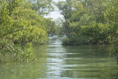 Bangladeş 'teki tropik mangrov sulak arazi ekosistemi. Nehir boyunca uzanan yoğun yeşil orman, Cox 's Bazar' da kıyı biyolojik çeşitliliği ve doğal güzelliği sergiliyor..