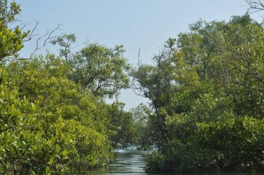 Bangladeş 'teki tropik mangrov sulak arazi ekosistemi. Nehir boyunca uzanan yoğun yeşil orman, Cox 's Bazar' da kıyı biyolojik çeşitliliği ve doğal güzelliği sergiliyor..